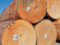Положение о маркировке древесины ценных лесных пород вступает в силу 1 января 2015 года