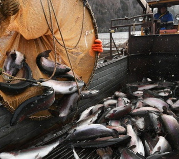 Китай предъявил новые требования к российским рыбакам.